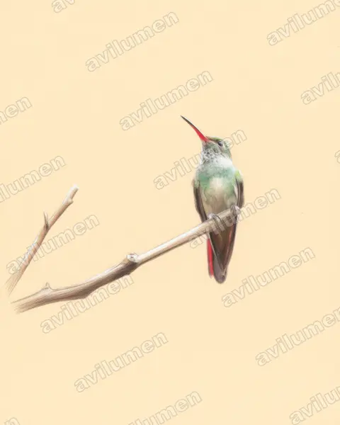 Colored pencil illustration: Amazilia decora (Charming hummingbird)