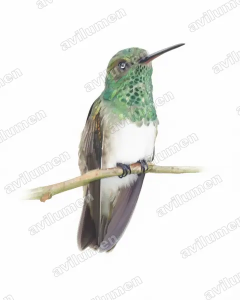 Illustration im Stil Aquarell: Edwardamazilie (Amazilia edward)