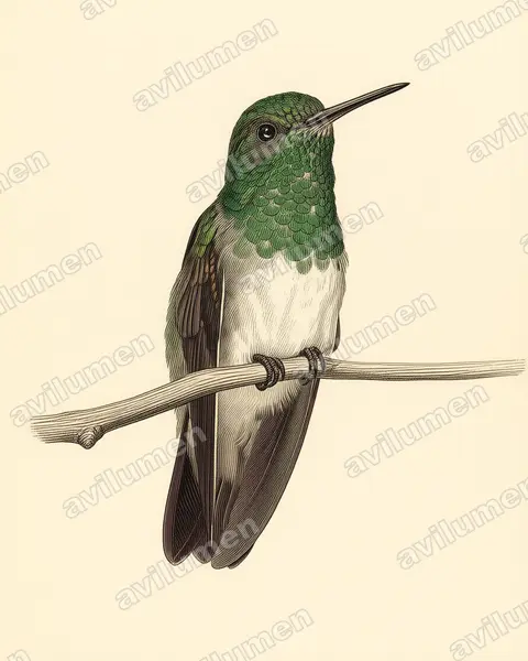 Illustration im Stil Historische Tafel: Edwardamazilie (Amazilia edward)