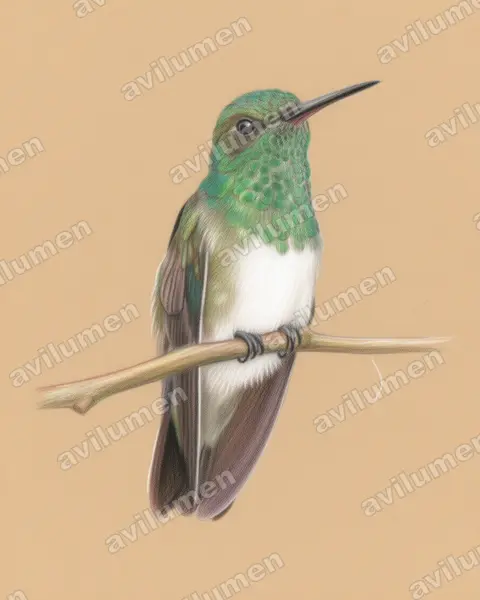 Illustration im Stil Buntstift: Edwardamazilie (Amazilia edward)