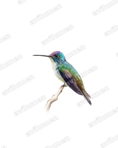Ilustración en Acuarela: Amazilia franciae (Uranomitra franciae)