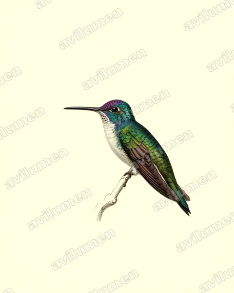 Ilustración en Lámina antigua: Amazilia franciae (Uranomitra franciae)