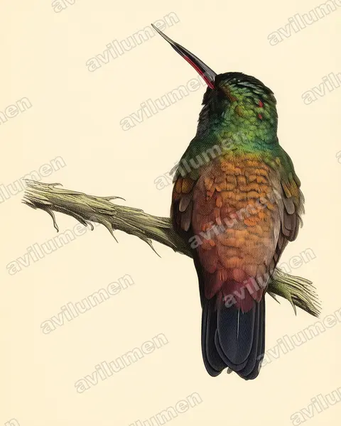 Ilustración en Lámina antigua: Amazilia hoffmanni (Saucerottia hoffmanni)