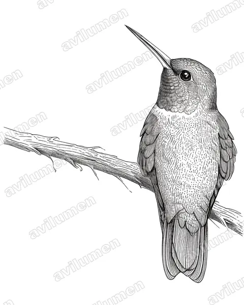 Ilustración en Tinta: Amazilia hoffmanni (Saucerottia hoffmanni)