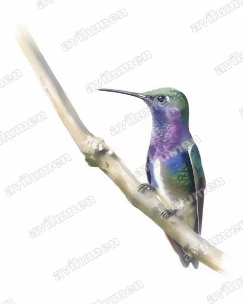 Illustration Aquarelle : Amazilia lactea (Ariane saphirine)