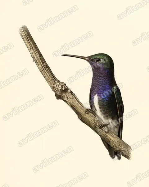 Illustration Planche ancienne : Amazilia lactea (Ariane saphirine)