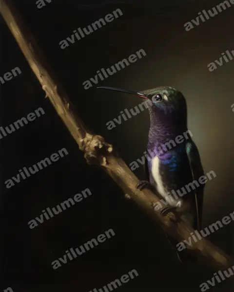 Illustration Huile : Amazilia lactea (Ariane saphirine)