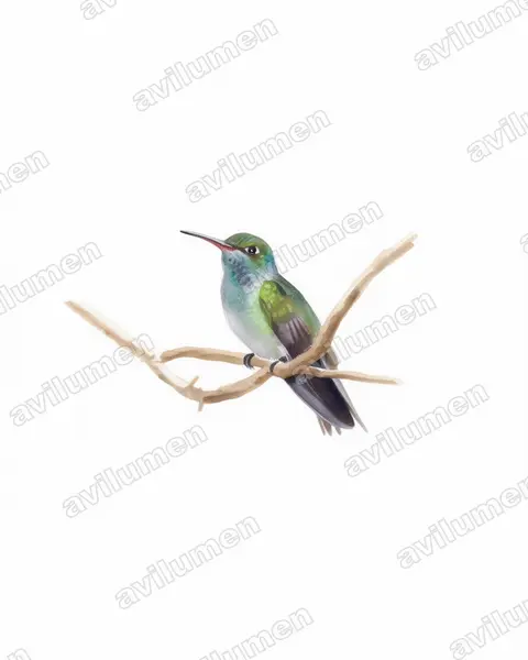 Ilustración en Acuarela: Amazilia luciae (Esmeralda hondureña)