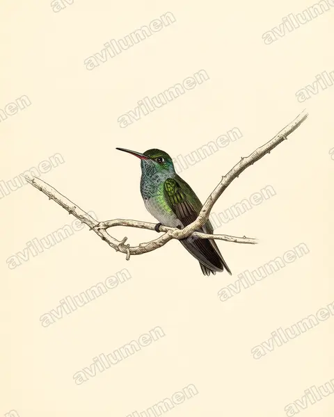 Ilustración en Lámina antigua: Amazilia luciae (Esmeralda hondureña)