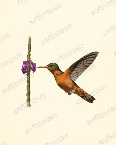 桂红蜂鸟（Amazilia rutila）的古典图版插画