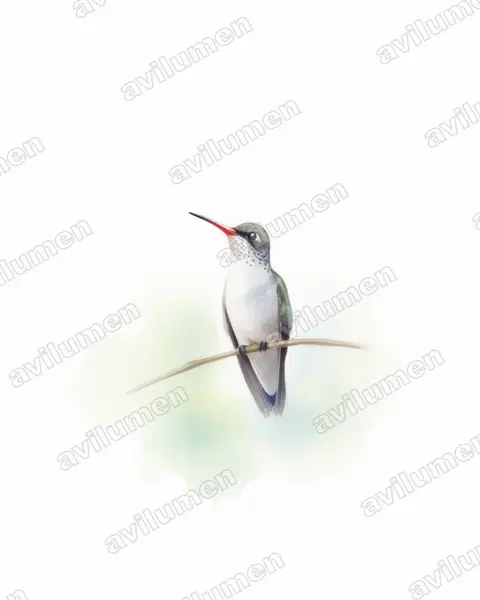 Ilustración en Acuarela: Amazilia violiceps (Ramosomyia violiceps)