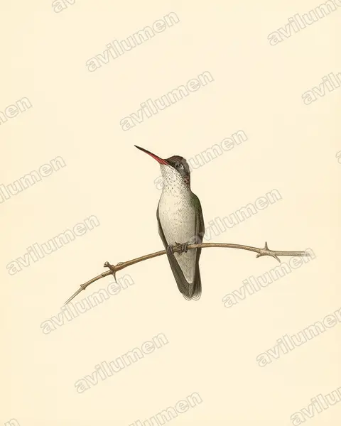 Ilustración en Lámina antigua: Amazilia violiceps (Ramosomyia violiceps)