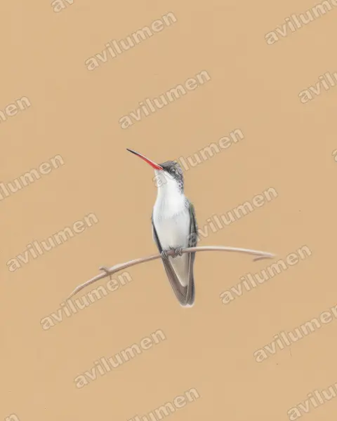 Ilustración en Lápiz de color: Amazilia violiceps (Ramosomyia violiceps)