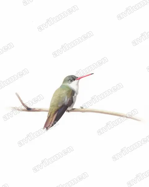 Ilustración en Acuarela: Amazilia viridifrons (Ramosomyia viridifrons)