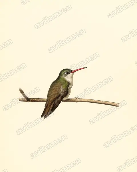 Ilustración en Lámina antigua: Amazilia viridifrons (Ramosomyia viridifrons)