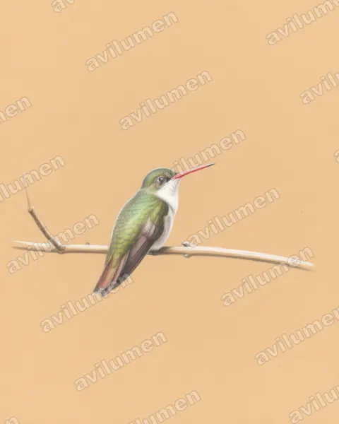 Ilustración en Lápiz de color: Amazilia viridifrons (Ramosomyia viridifrons)