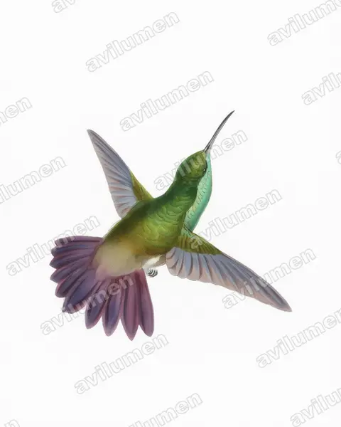 Ilustración en Acuarela: Amazilia viridigaster (Saucerottia viridigaster)