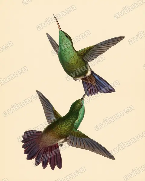 Ilustración en Lámina antigua: Amazilia viridigaster (Saucerottia viridigaster)