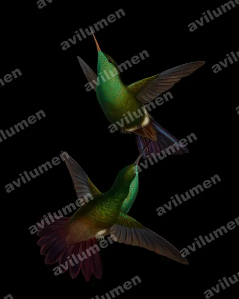 Ilustración en Óleo: Amazilia viridigaster (Saucerottia viridigaster)