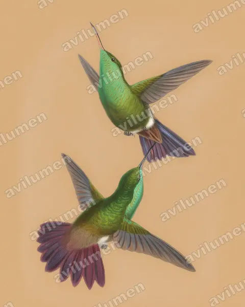 Ilustración en Lápiz de color: Amazilia viridigaster (Saucerottia viridigaster)