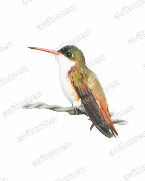 Watercolor illustration: Amazilia wagneri (Cinnamon-sided hummingbird)