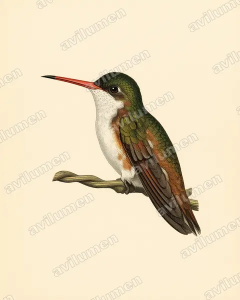 Vintage plate illustration: Amazilia wagneri (Cinnamon-sided hummingbird)