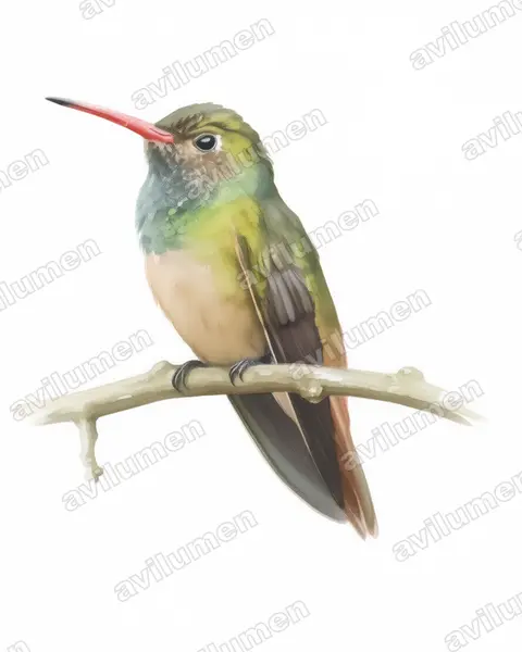 Illustration im Stil Aquarell: Fahlbauchamazilie (Amazilia yucatanensis)