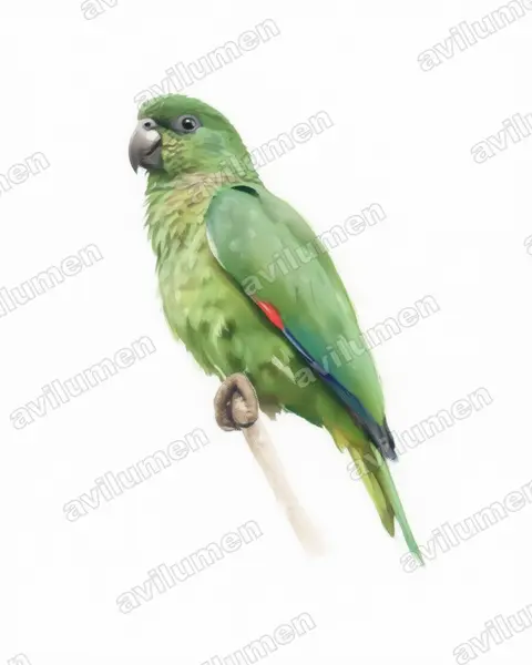 黑嘴亚马逊鹦鹉（Amazona agilis）的水彩插画