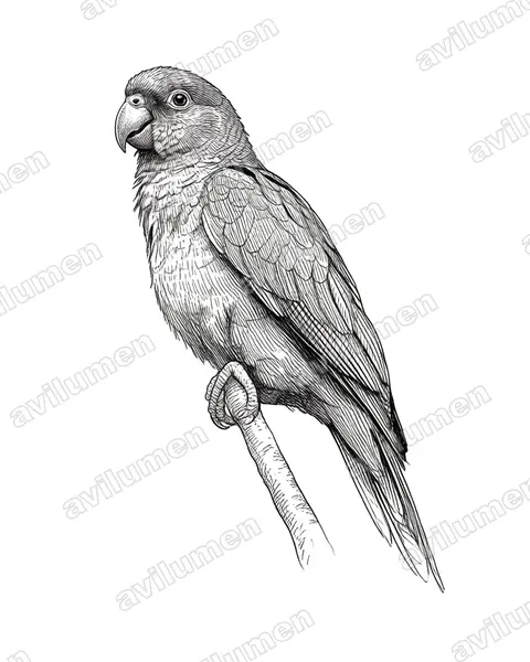黑嘴亚马逊鹦鹉（Amazona agilis）的钢笔墨线插画