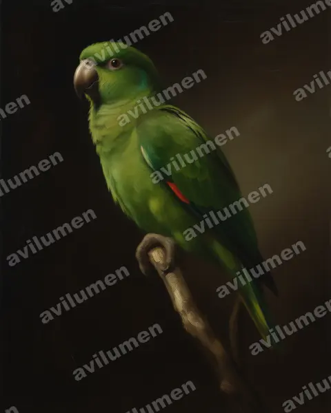 黑嘴亚马逊鹦鹉（Amazona agilis）的油画插画