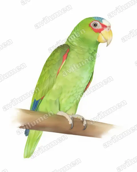 白额亚马逊鹦鹉（Amazona albifrons）的水彩插画