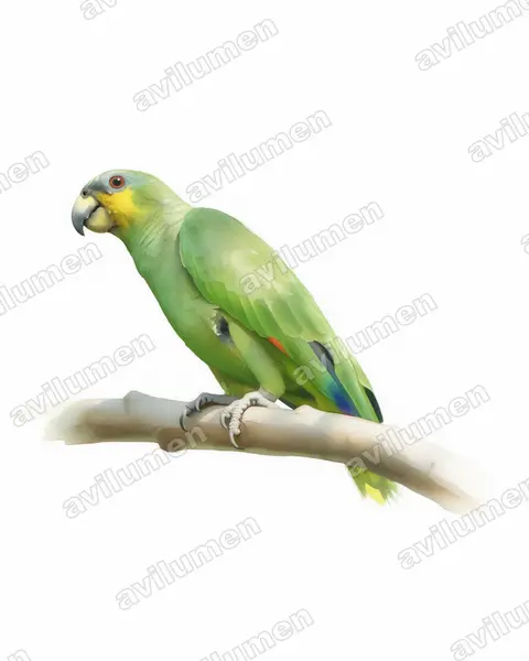橙翅亚马逊鹦鹉（Amazona amazonica）的水彩插画