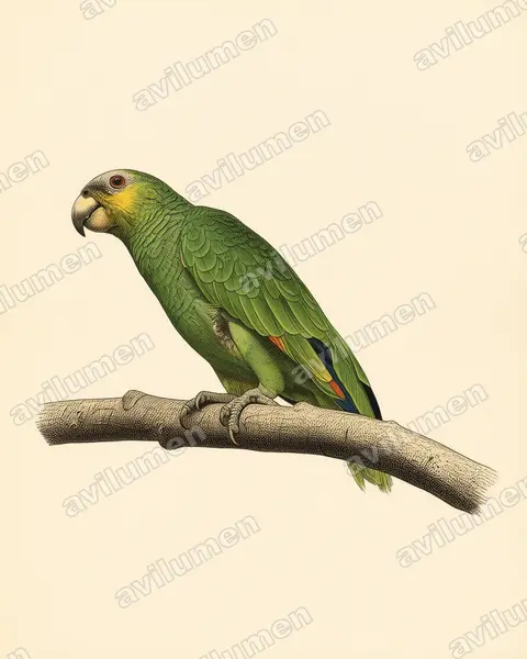 橙翅亚马逊鹦鹉（Amazona amazonica）的古典图版插画