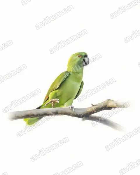 Watercolor illustration: Amazona auropalliata (Yellow-naped Amazon)