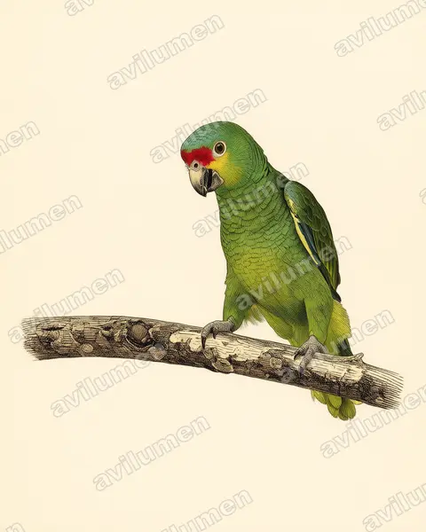 Illustration im Stil Historische Tafel: Gelbwangenamazone (Amazona autumnalis)