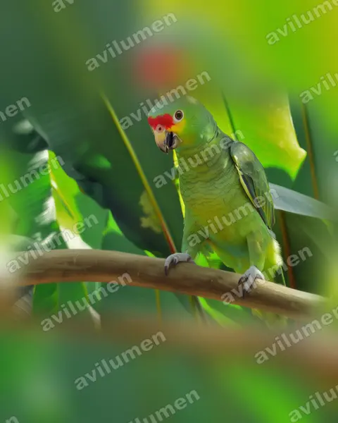 Illustration im Stil Realistisch: Gelbwangenamazone (Amazona autumnalis)