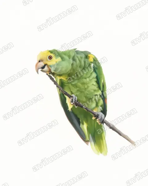 Ilustración en Acuarela: Amazona barbadensis (Loro de hombros amarillos)
