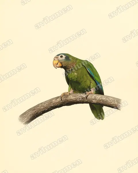Illustration Planche ancienne : Amazona collaria (Amazone sasabé)