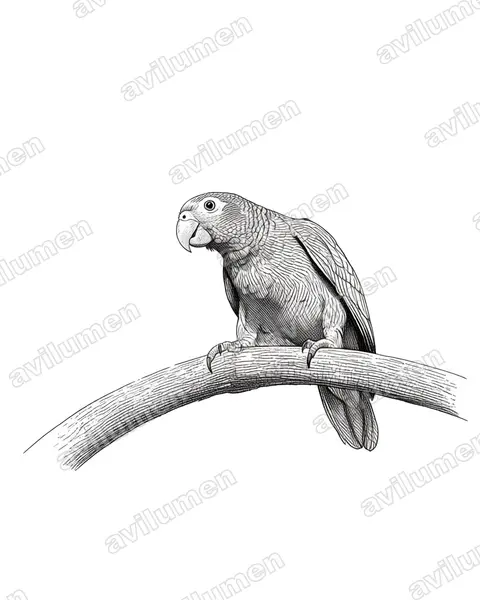 Illustration Encre : Amazona collaria (Amazone sasabé)