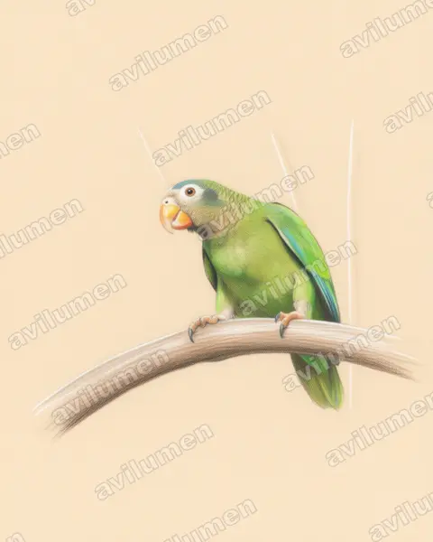Illustration Crayon de couleur : Amazona collaria (Amazone sasabé)