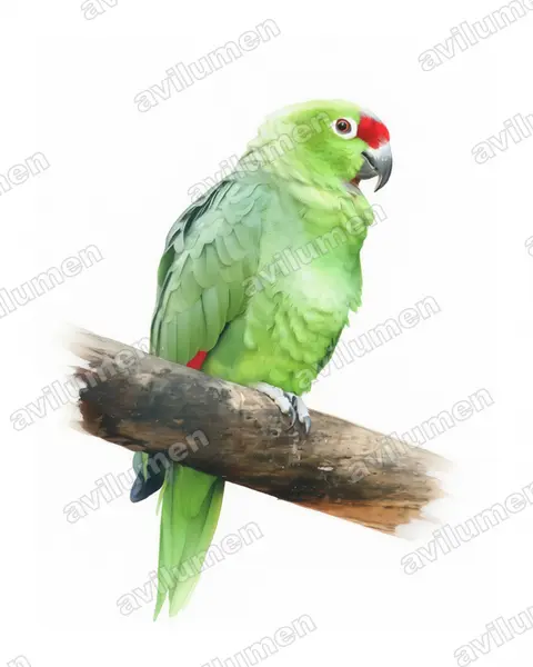 Illustration im Stil Aquarell: Diademed amazon (Amazona diadema)