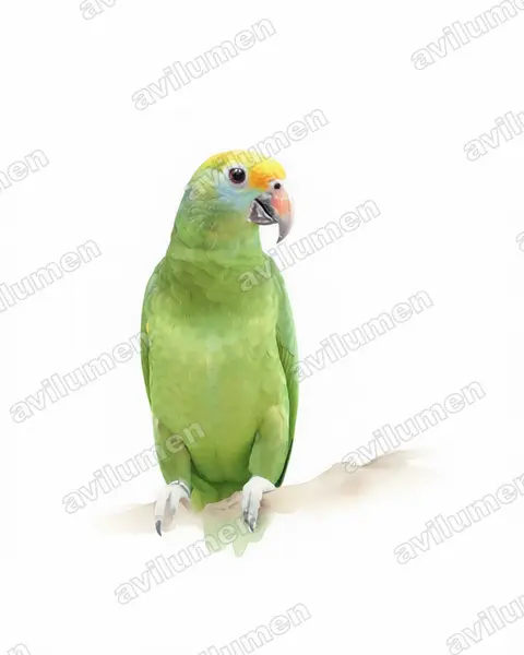 Illustration Aquarelle : Amazona dufresniana (Amazone de Dufresne)