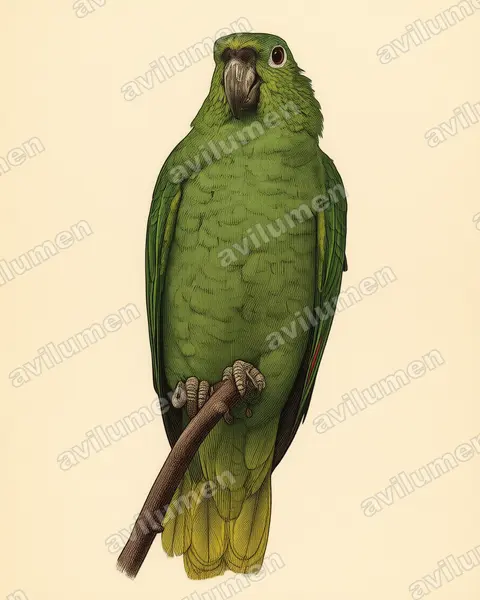 Ilustración en Lámina antigua: Amazona farinosa (Loro verde)