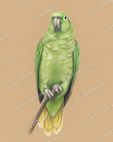Ilustración en Lápiz de color: Amazona farinosa (Loro verde)