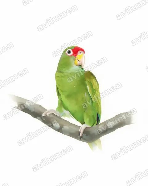 Watercolor illustration: Amazona gomezgarzai (Blue-winged amazon)