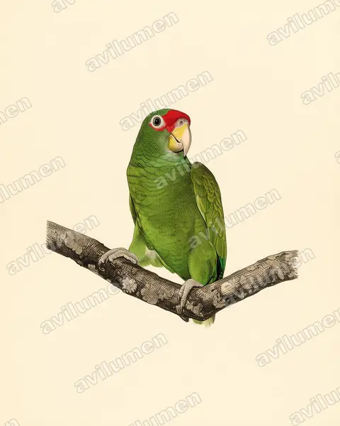 Vintage plate illustration: Amazona gomezgarzai (Blue-winged amazon)