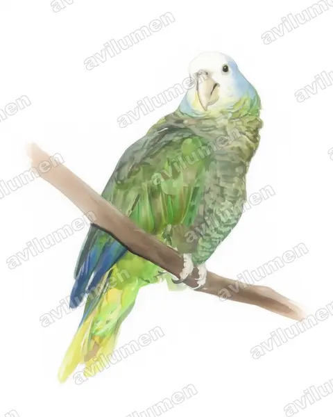 Illustration im Stil Aquarell: Königsamazone (Amazona guildingii)