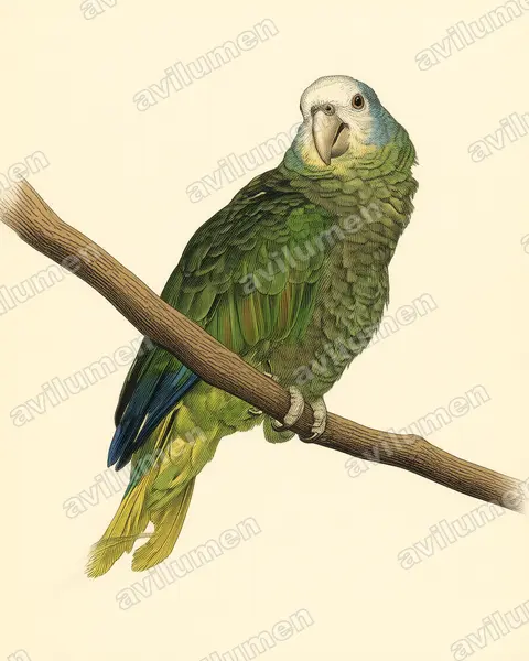 Illustration im Stil Historische Tafel: Königsamazone (Amazona guildingii)