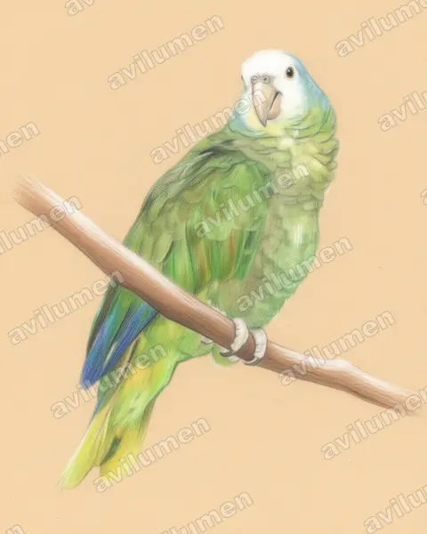 Illustration im Stil Buntstift: Königsamazone (Amazona guildingii)