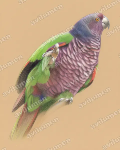 Colored pencil illustration: Amazona imperialis (Imperial Amazon)
